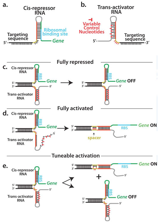 Schematic structure of the riboregulatory elements